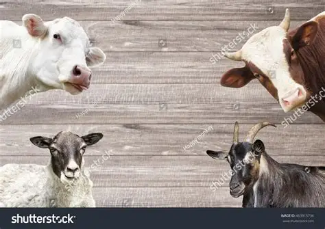 Cattle, Buffalo, Goat, Sheep