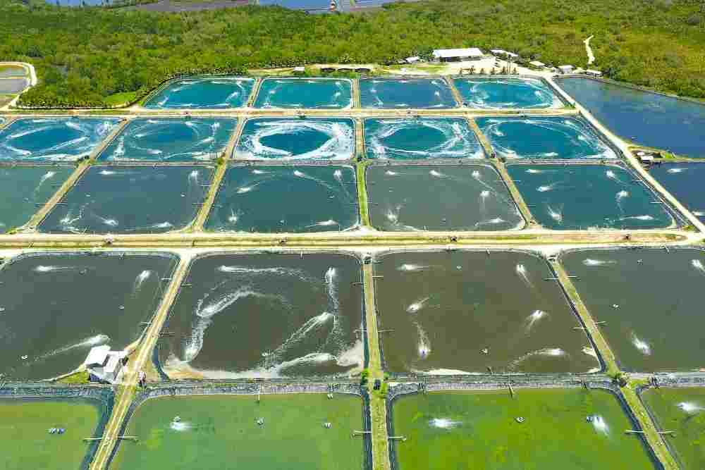 Shrimp & Crab Farming