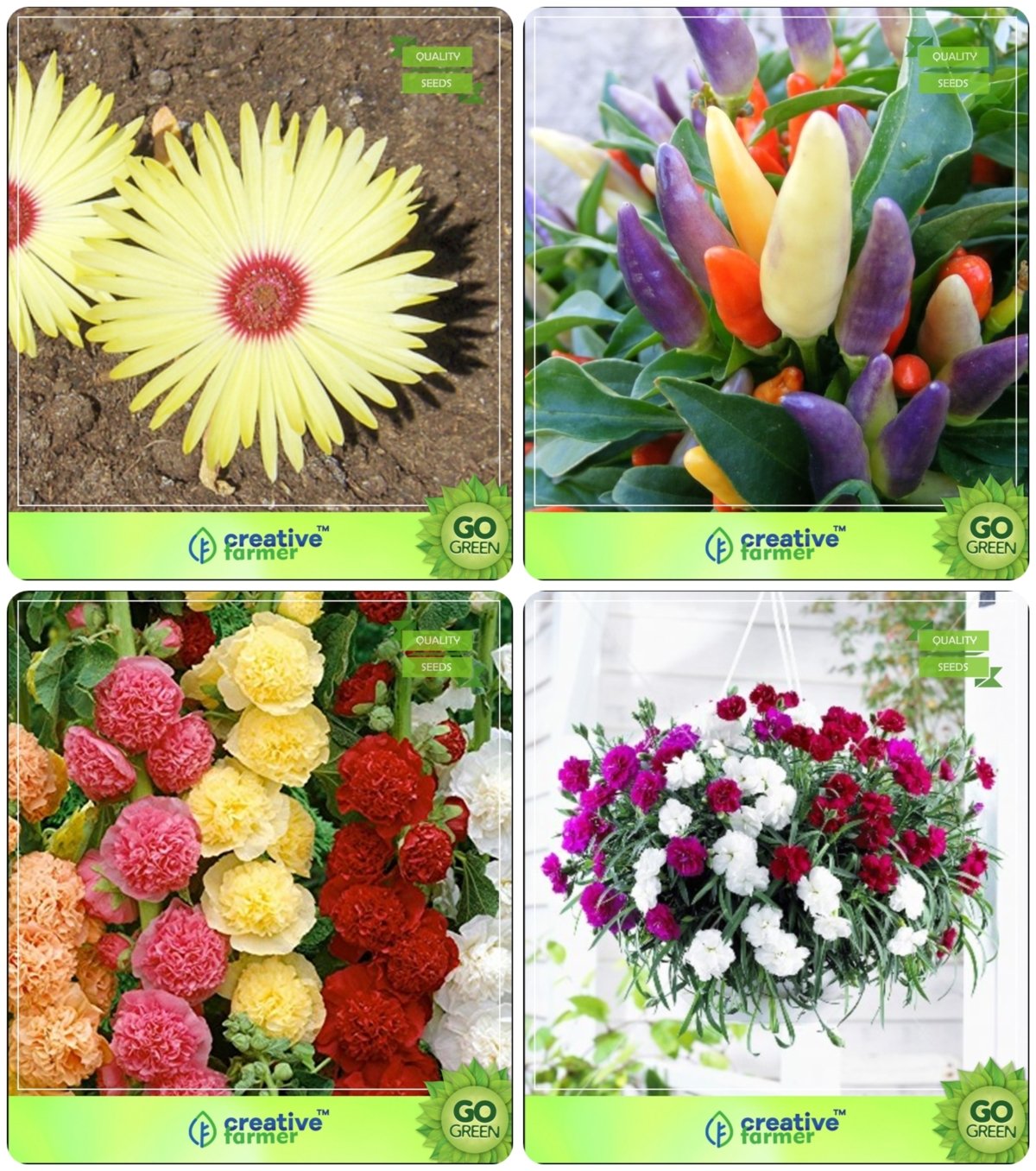 Flower & Ornamental Seeds