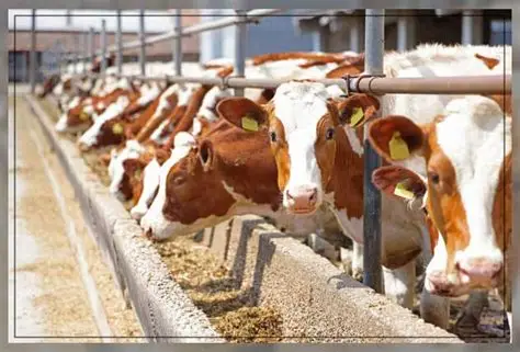 Animal Husbandry & Livestock Market