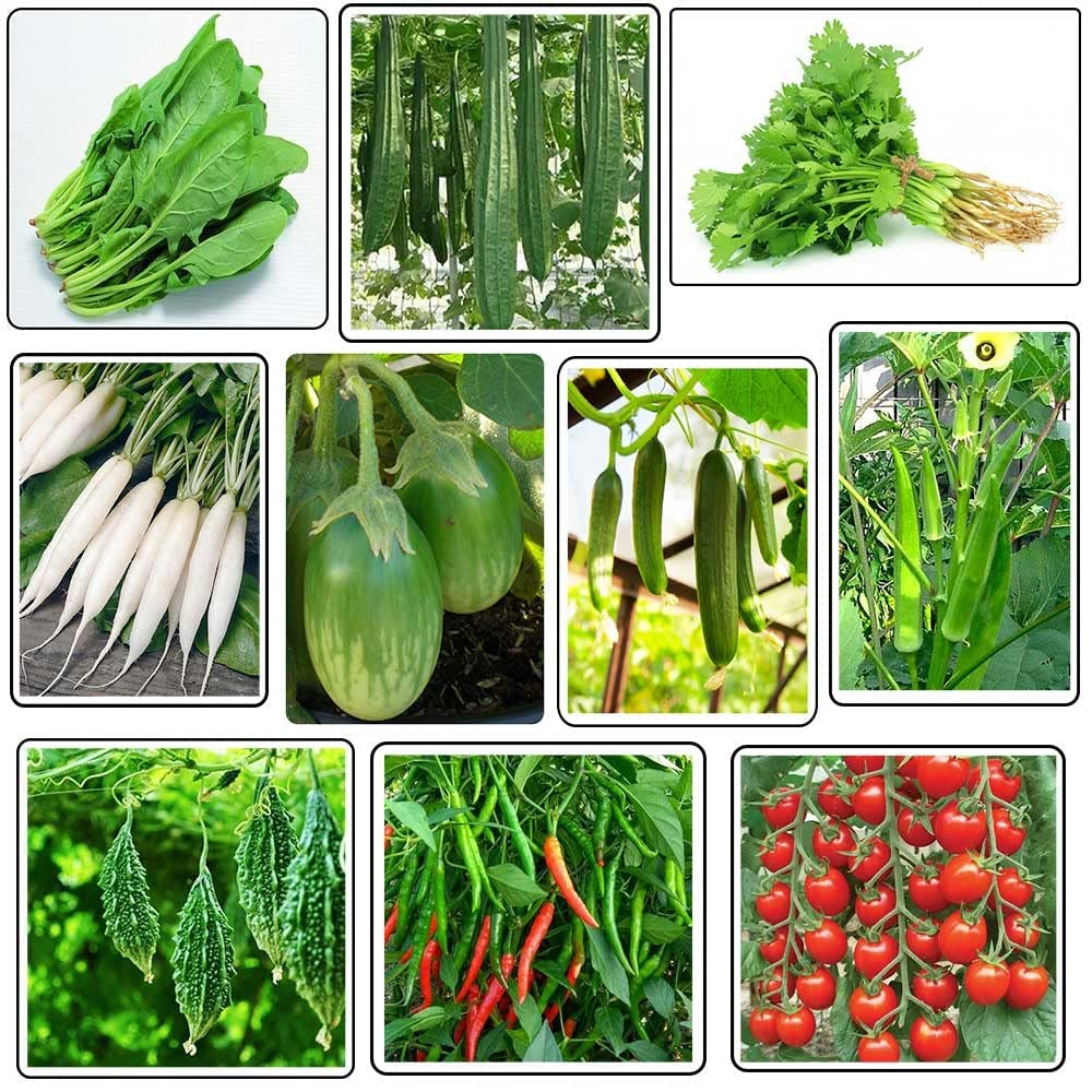 Vegetable Seeds Pack