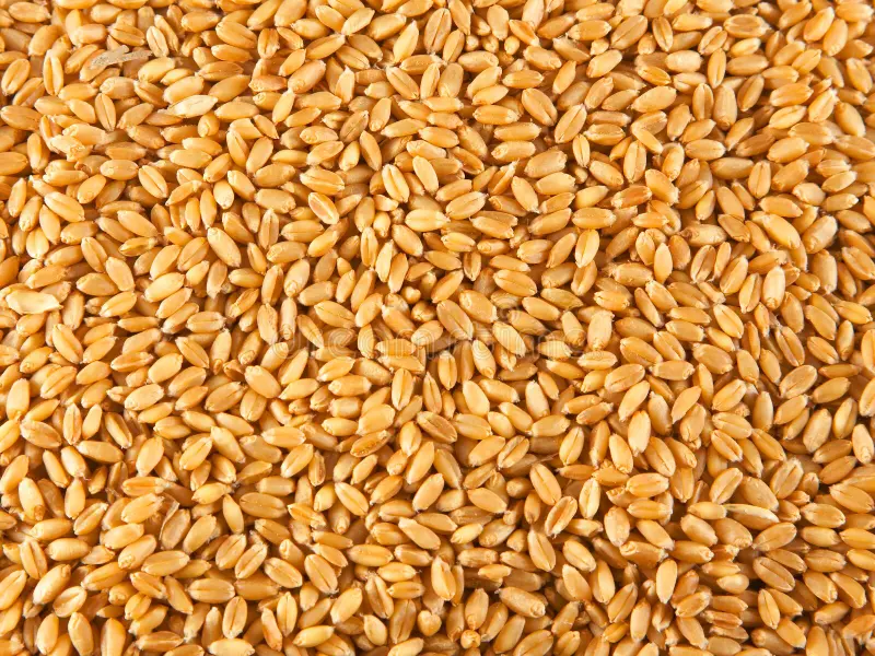 Wheat Seeds